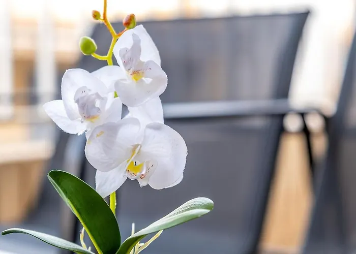 Claro Appartement Torrevieja