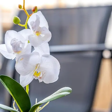 Claro Daire Torrevieja